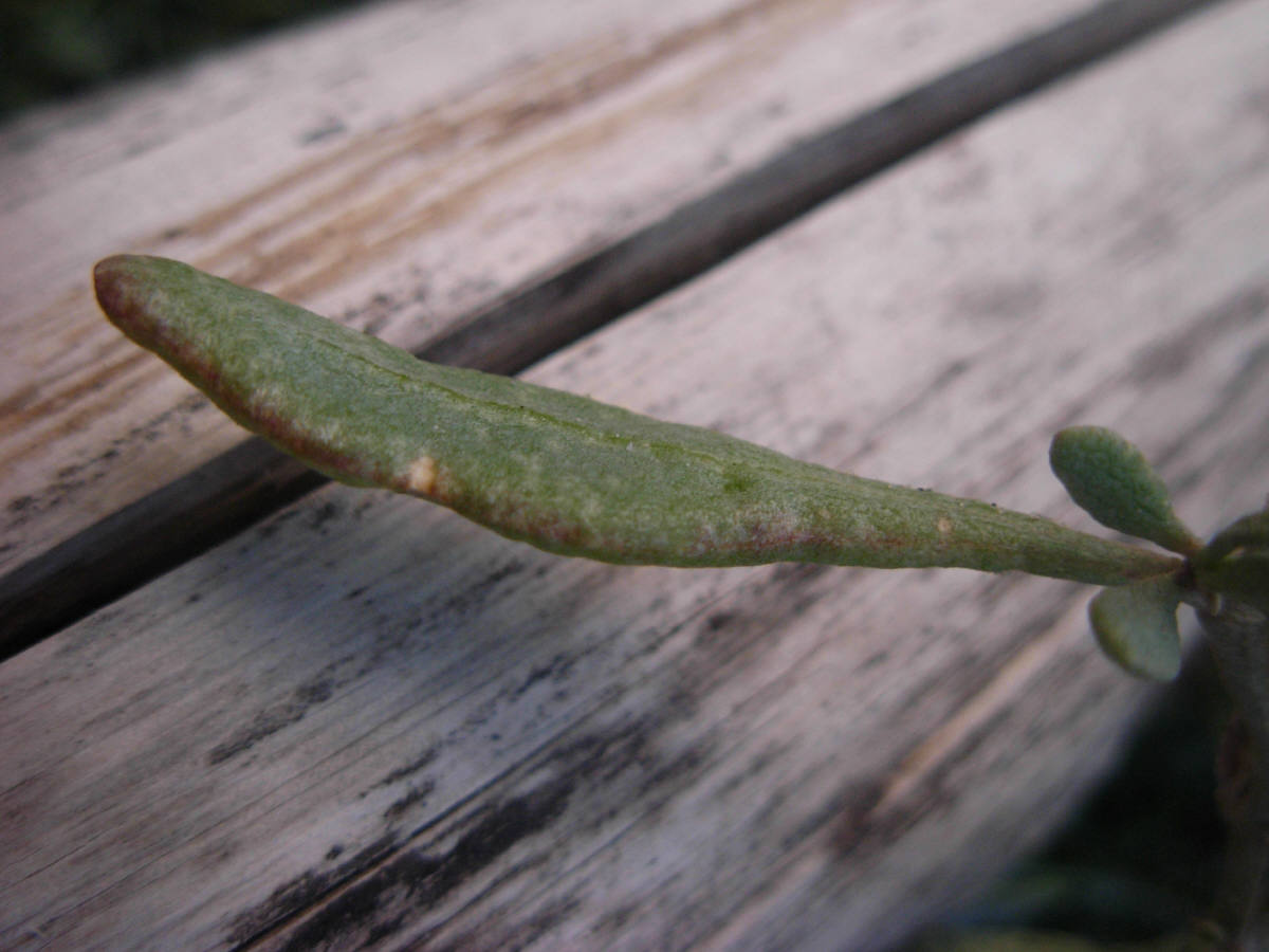 Halimione portulacoides / Atriplice portulacoide